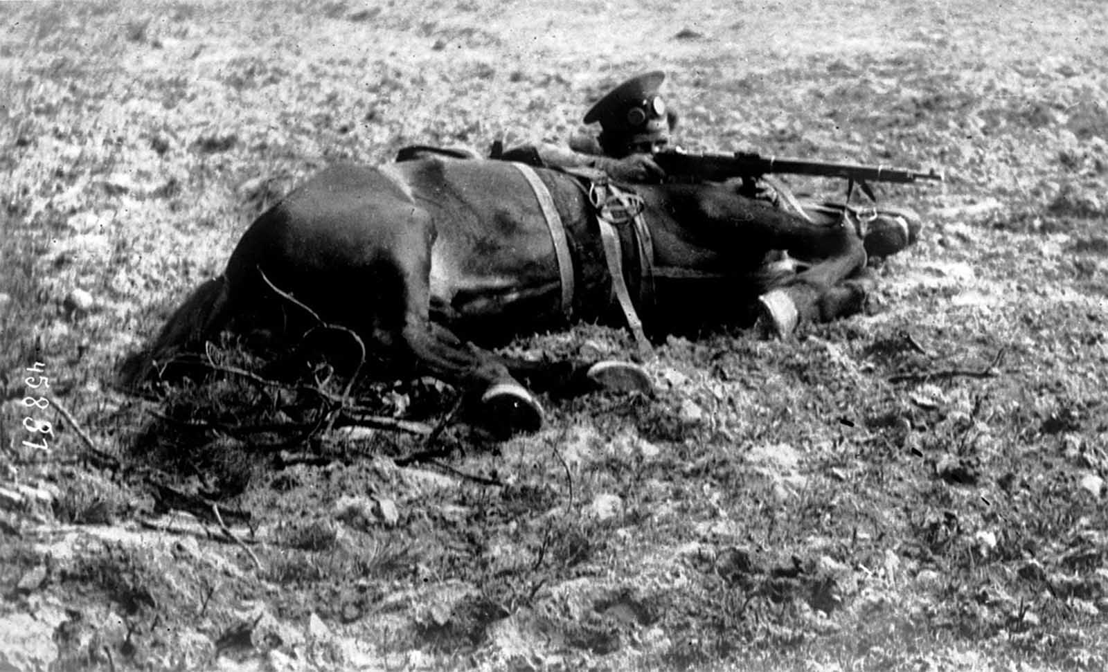 A Russian Cossack, in firing position, behind his horse, 1915