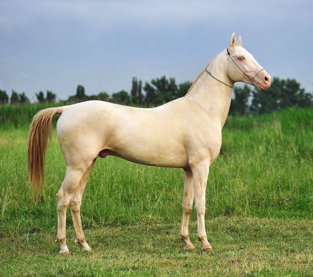 Ahal Teke