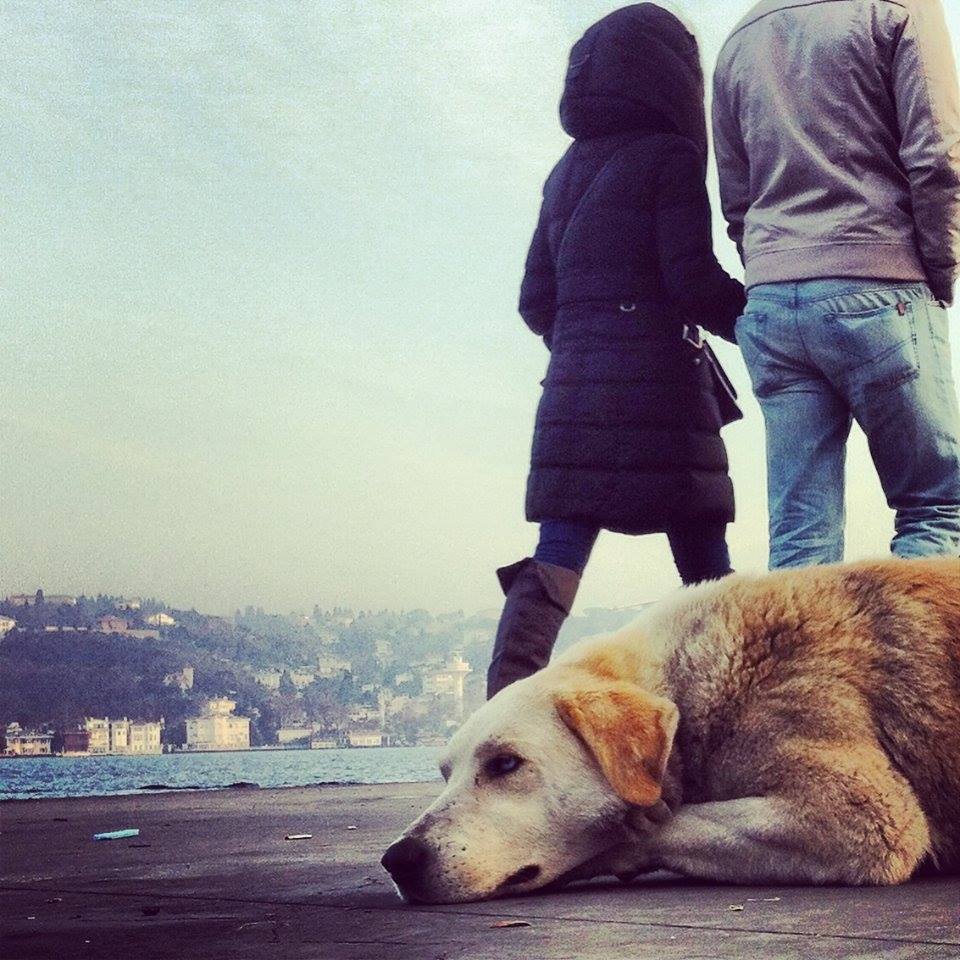 Köpeklerin yaşını gözlerinden anlayabilirsin