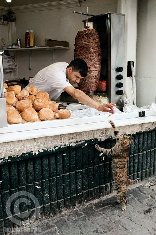 kedi